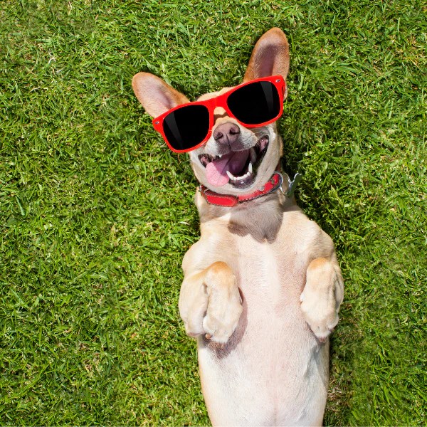 Is Artificial Grass Good For Dogs? Surprising Fact About Fake Grass