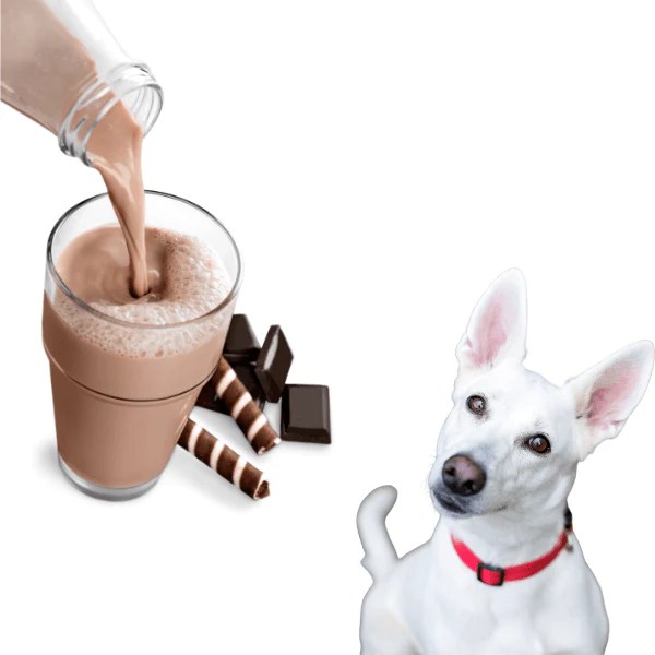 Are Milk Products Bad For Dogs