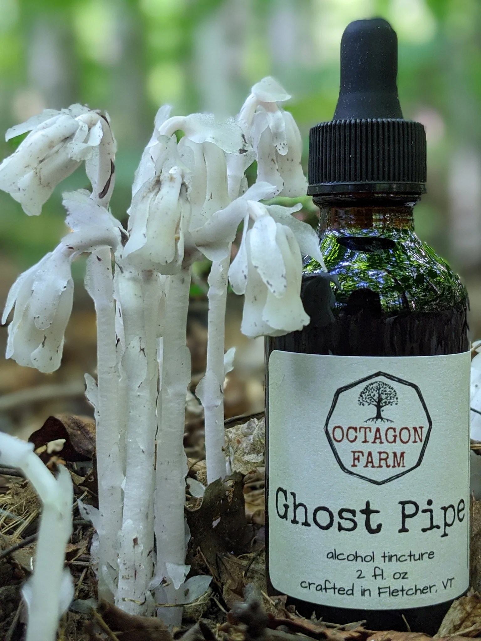 Ghost Pipe Tincture Octagon Farm