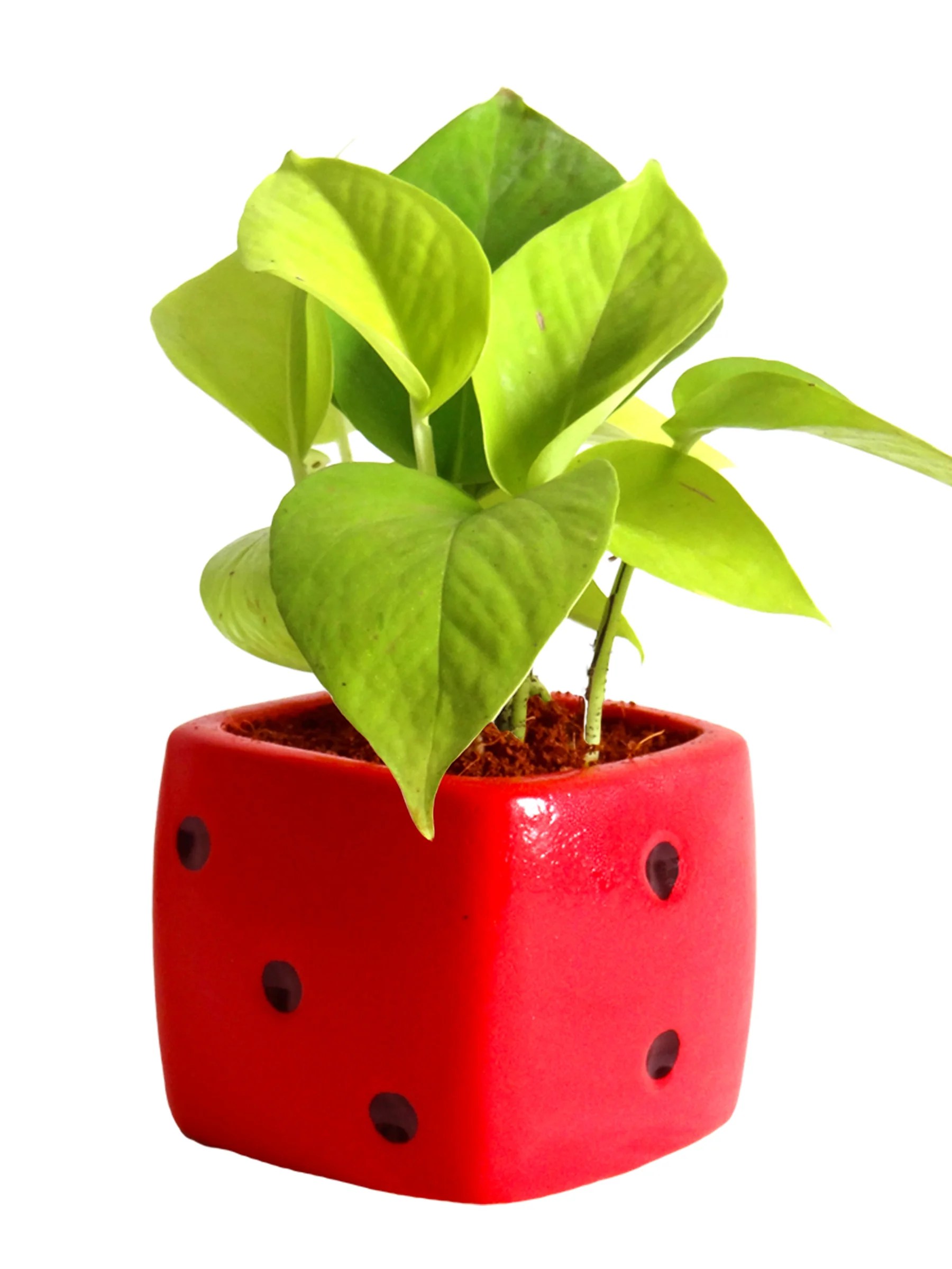 Good Luck Air Purifying Golden Money Plant in Red Dice Ceramic Pot