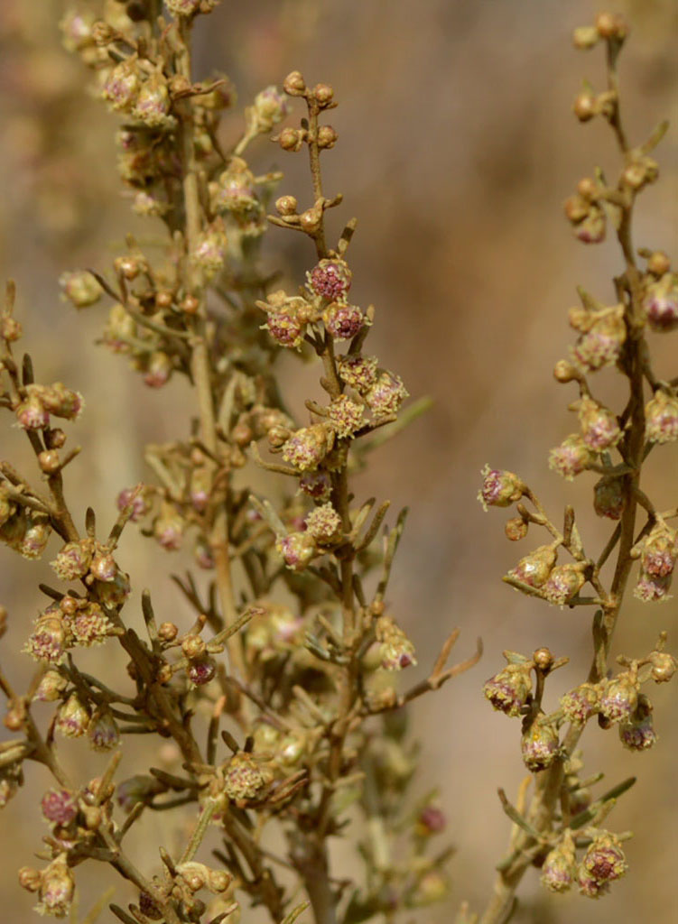 Artemisia californica California Sagebrush (Plant