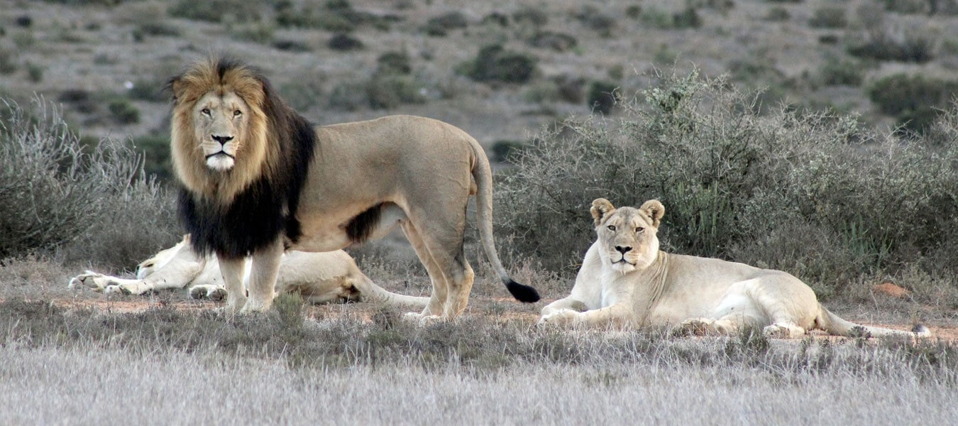 Wildlife Safari Garden Route Game Lodge Big 5 reserve Albertinia