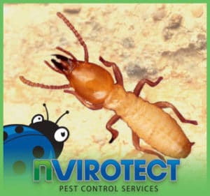 What Are Subterranean Termites Nvirotect Pest Control