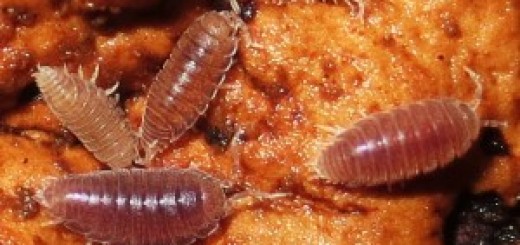 Dwarf purple isopods Mantids Galore!