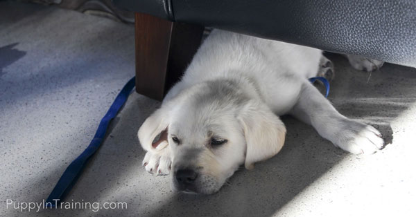 How Much Does A Labrador Retriever Puppy Cost? Puppy In Training