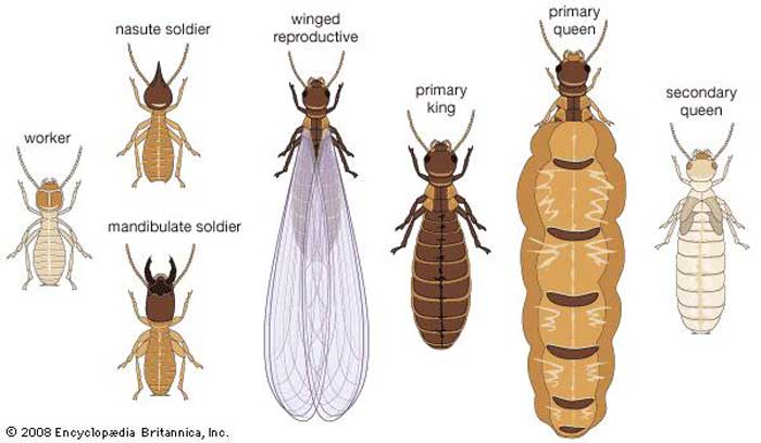 Termite Inspection Cost Procedure How Long It Takes Training
