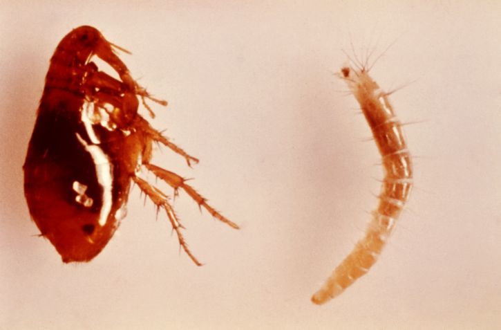 What Do Adult Fleas, Flea Eggs, Flea Larvae, and Flea Bites Look Like?