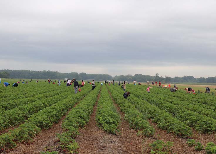 Strawberry Fun Farm Weekends June 2020 Johnson's Farm Hobart, IN