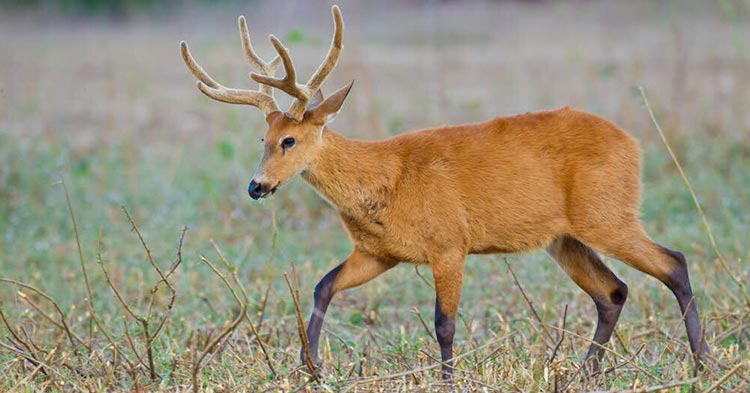 List of 20 Animals That Weigh Around 100 kgs (220 lbs) Weight of Stuff