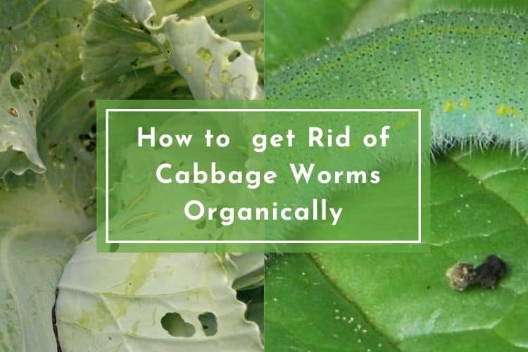 How to get Rid of Cabbage Worms Organically Gardenoid