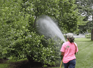 Organic Tick Management Organic Land Care Fairfield County Ct