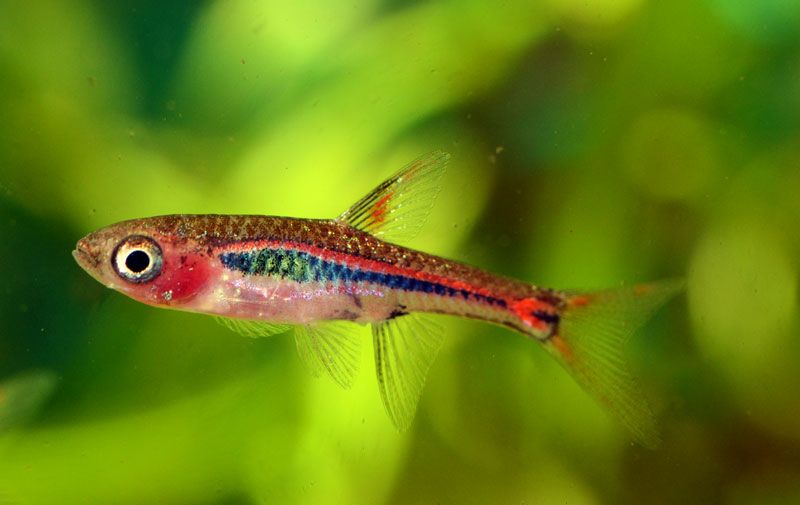 Chili Rasbora Care Guide, Breeding and Compatibility
