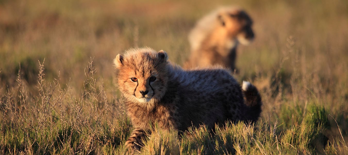 Wildlife Safari Garden Route Game Lodge Big 5 reserve Albertinia