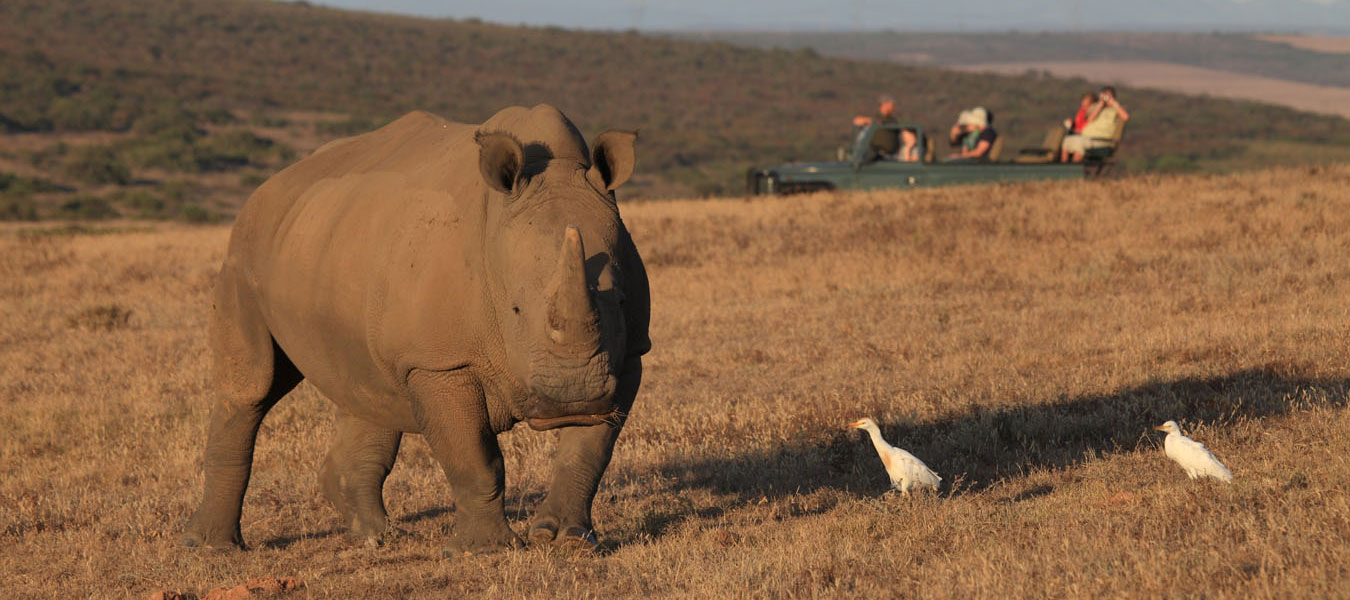 Wildlife Safari Garden Route Game Lodge Big 5 reserve Albertinia