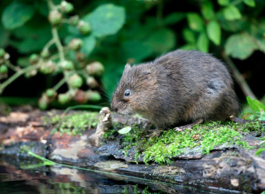 Vole Control In Omaha