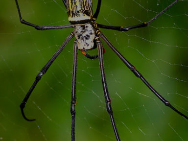 Omaha Pest Control Inc Exterminator In Omaha Ne