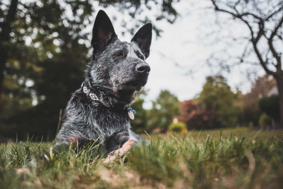 10 Dog Breeds that Are Born Without a Tail PawLeaks