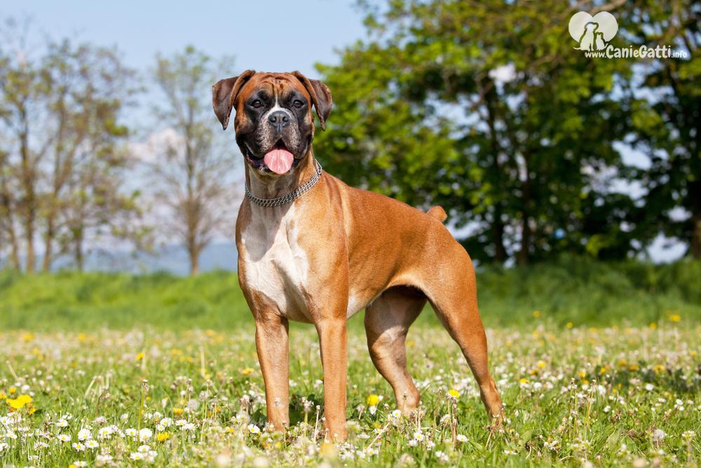 Cane Boxer Carattere, alimentazione, caratteristiche della razza