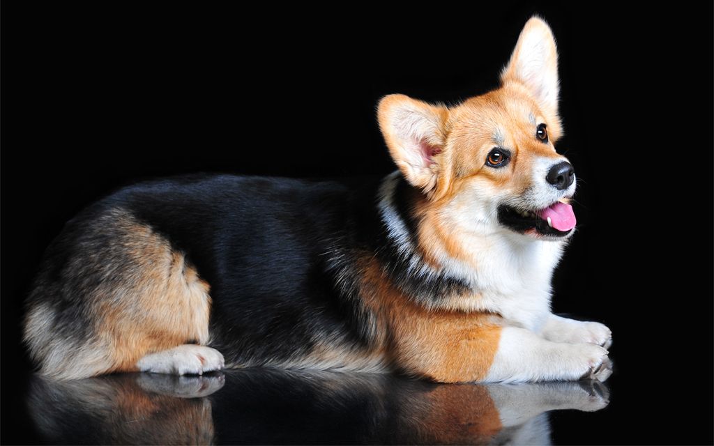 Información de Perros de la Raza Welsh & Perros en venta