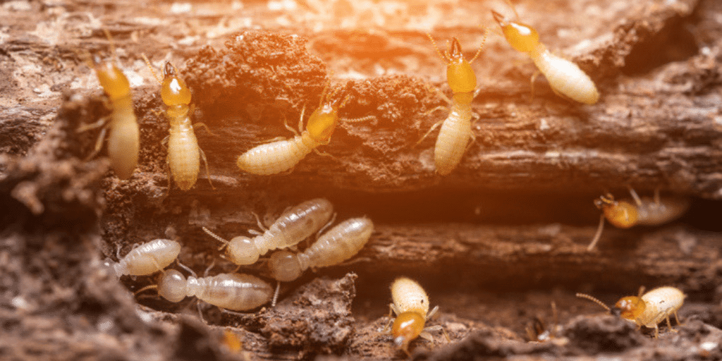 Termite Prevention Protection For Your Tampa Home Nvirotect