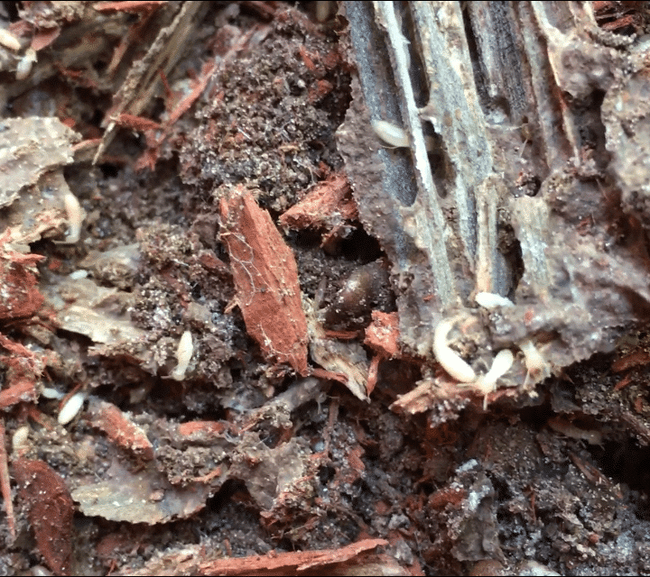 What Are Subterranean Termites Nvirotect Pest Control