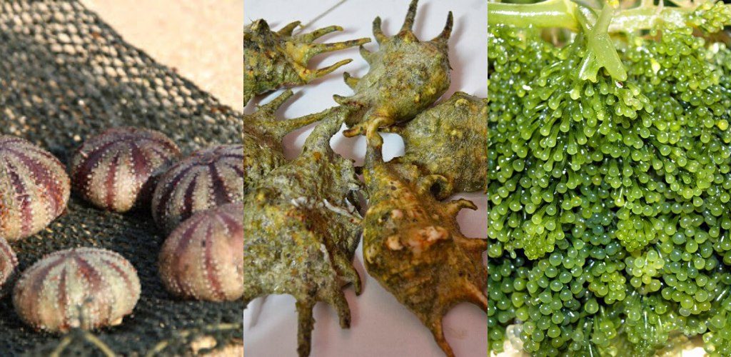 5 Makanan Tradisional Kaum Bajau Di Sabah Yang Mungkin