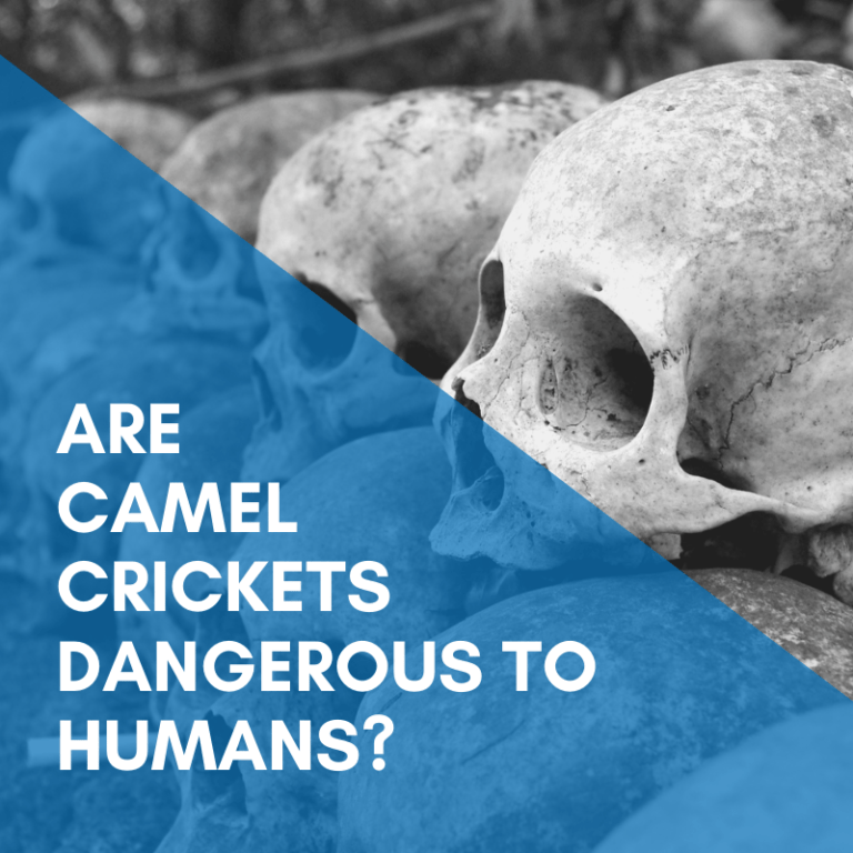 Are Termites Harmful To Humans A Abel Family Of Companies
