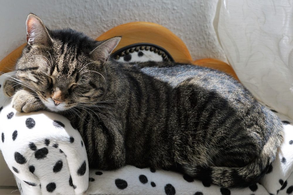 Ohne die Katze in den Urlaub fahren katzeratgeber.de
