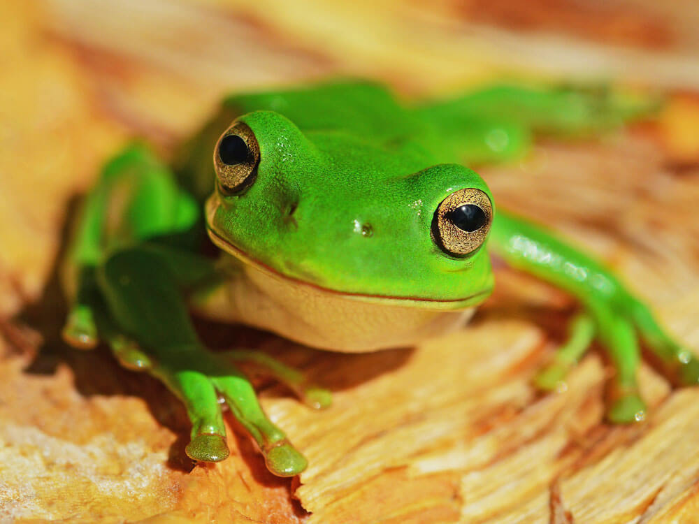 Frogs as Pets 101 UK Pets