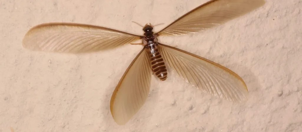 What Are Flying Termites