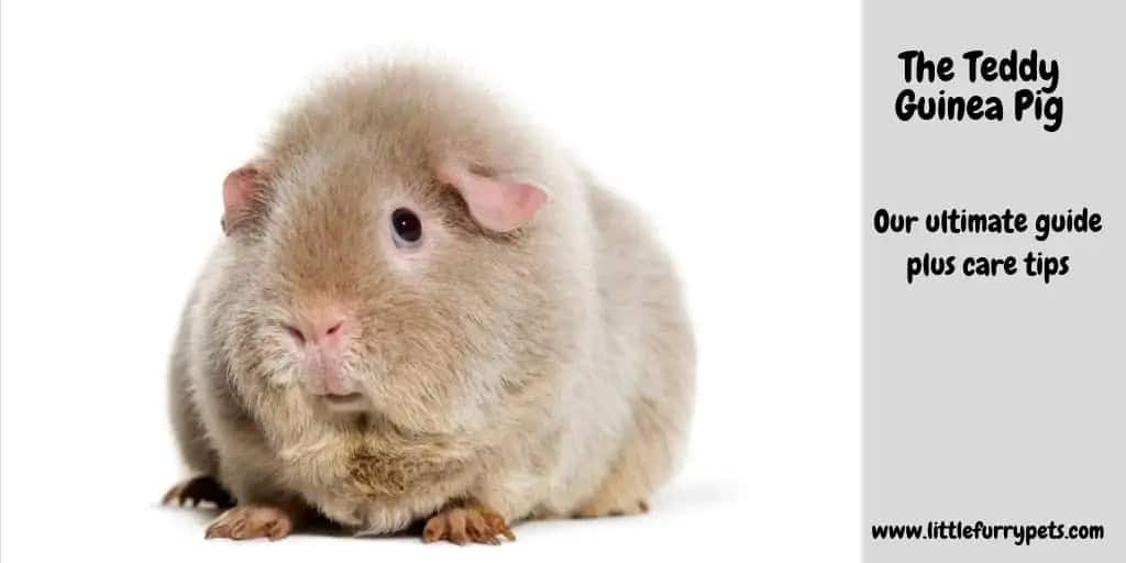 Teddy Guinea Pig Ultimate guide plus care tips LittleFurryPets