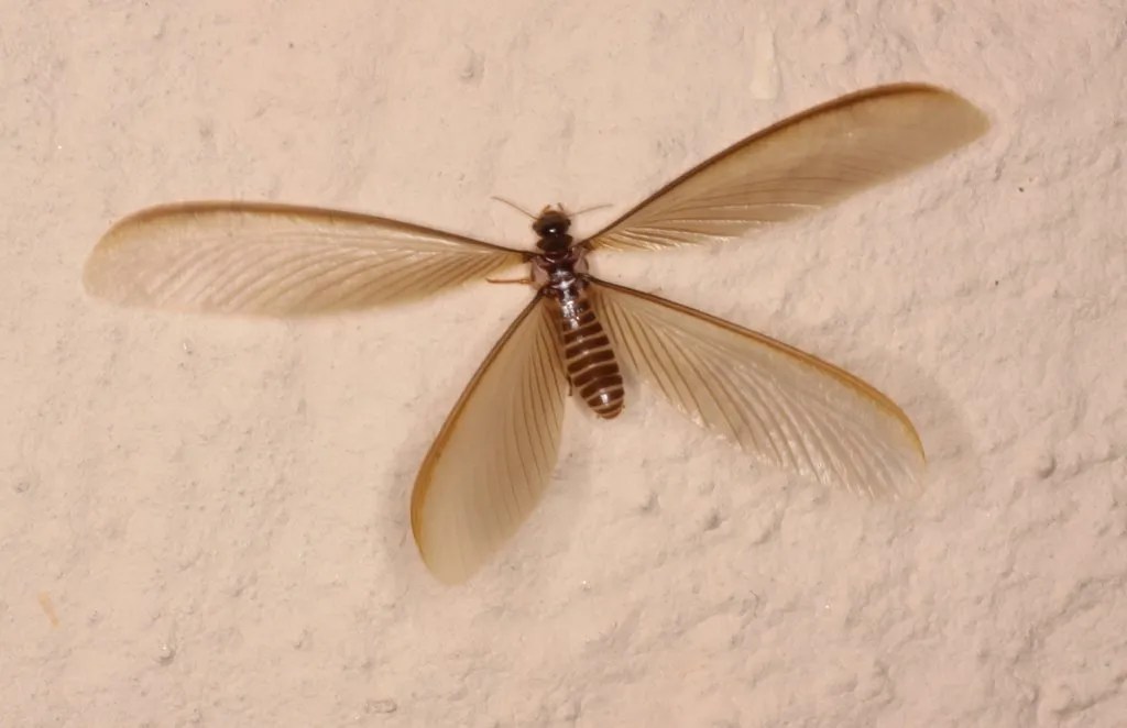 Debug Pest Control Blog Ri Mass Ct