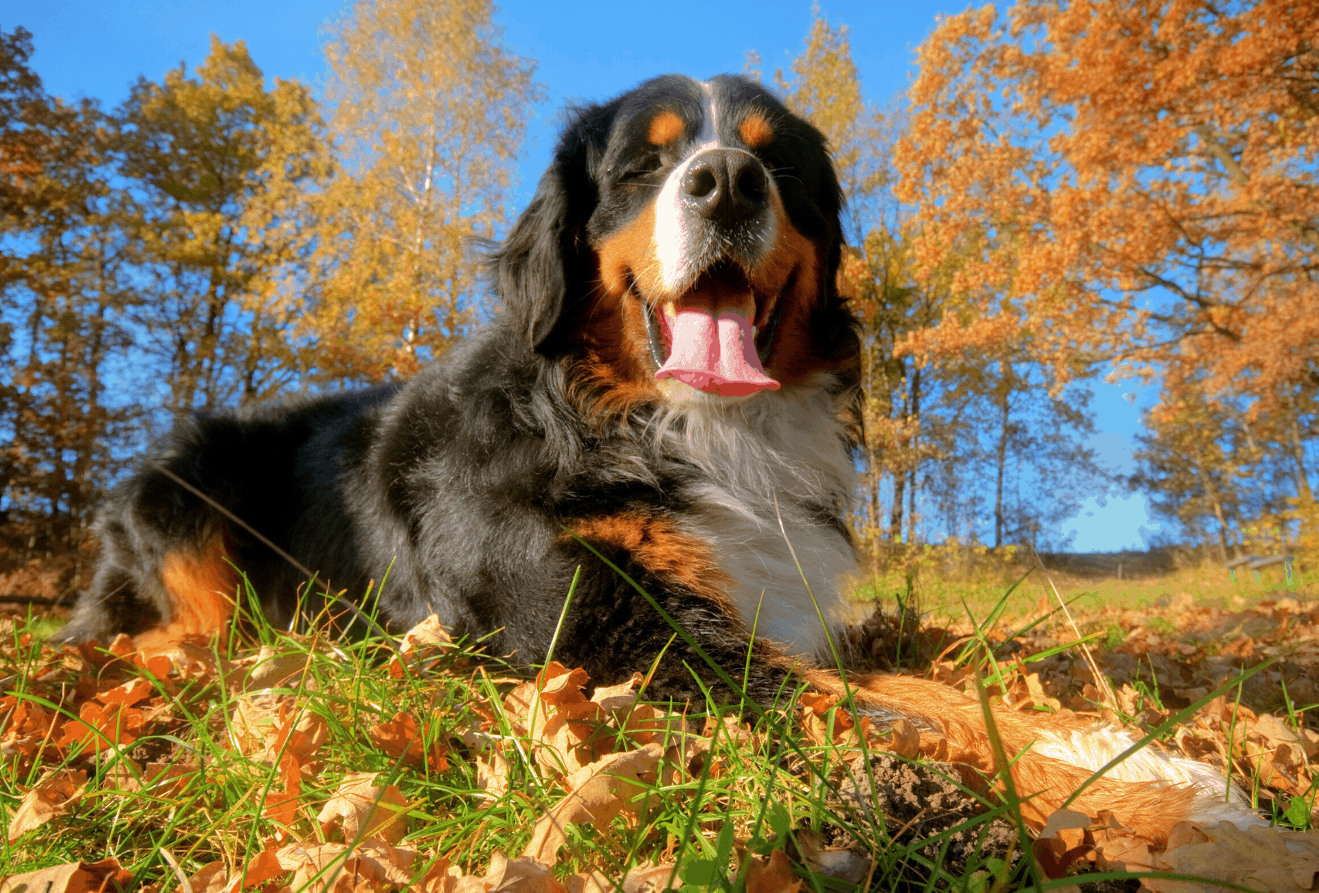The BEST Big Dogs For Apartments (by Rottweiler Owner