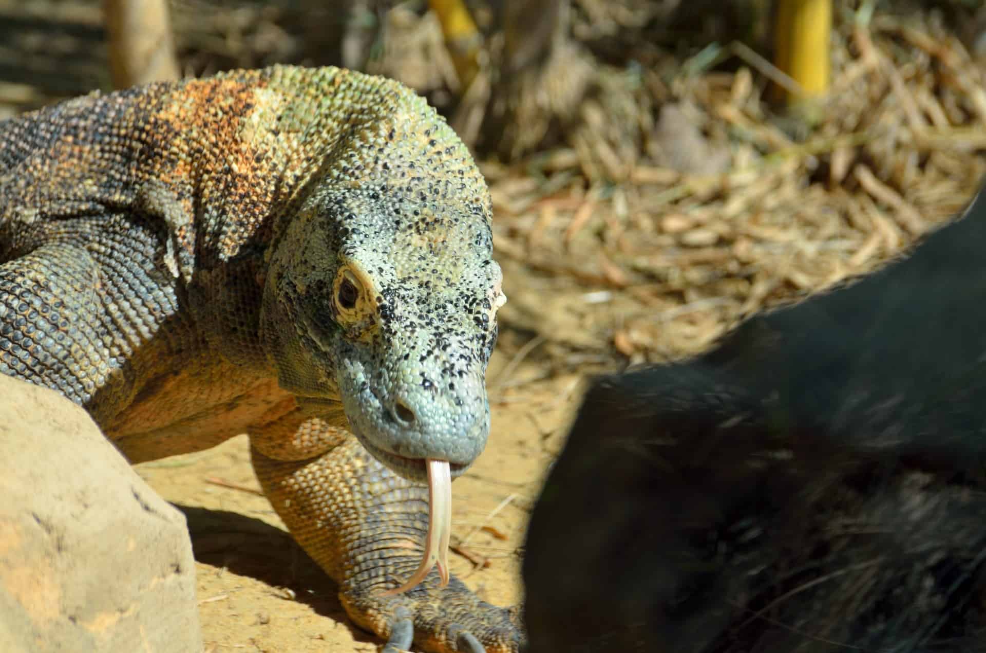 Honey Badger vs. Komodo dragon fight, who will win?