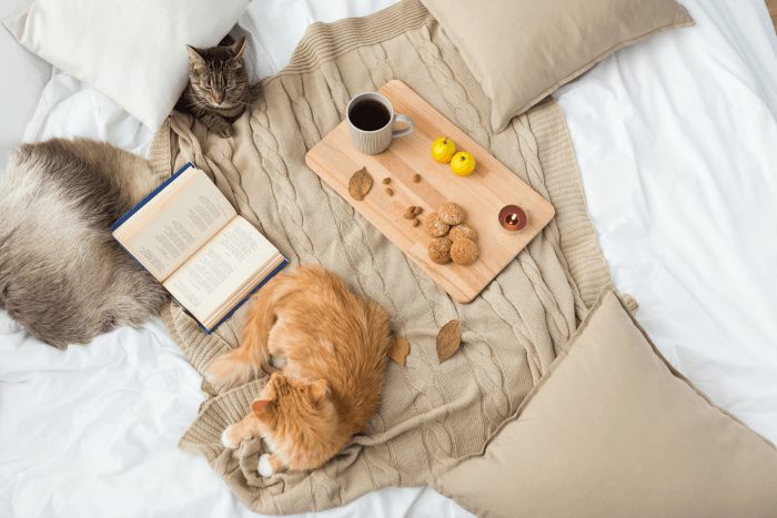 Choosing Cat Friendly Vacation Rentals My 3 Little Kittens