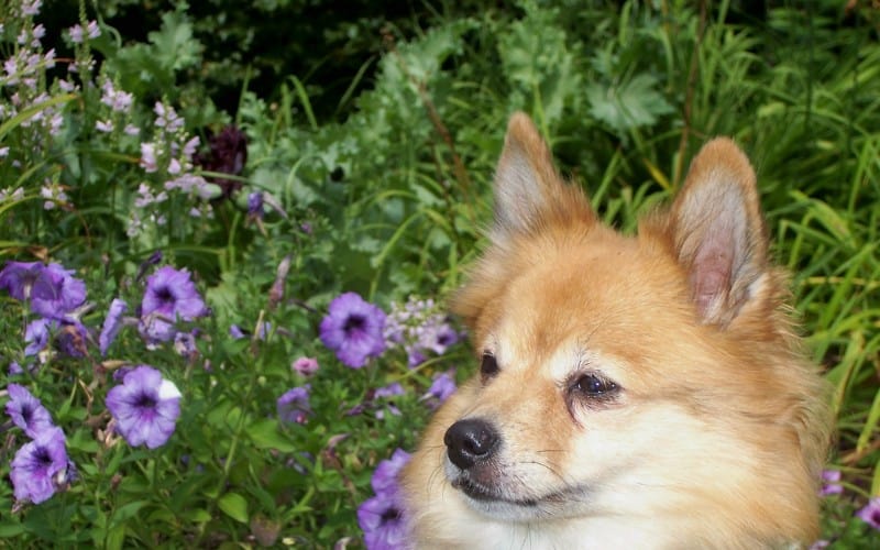 Are Petunias Poisonous to Dogs?