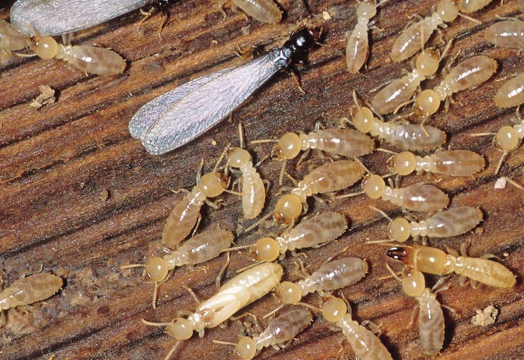 Termite Inspection Treatment Columbus Indiana