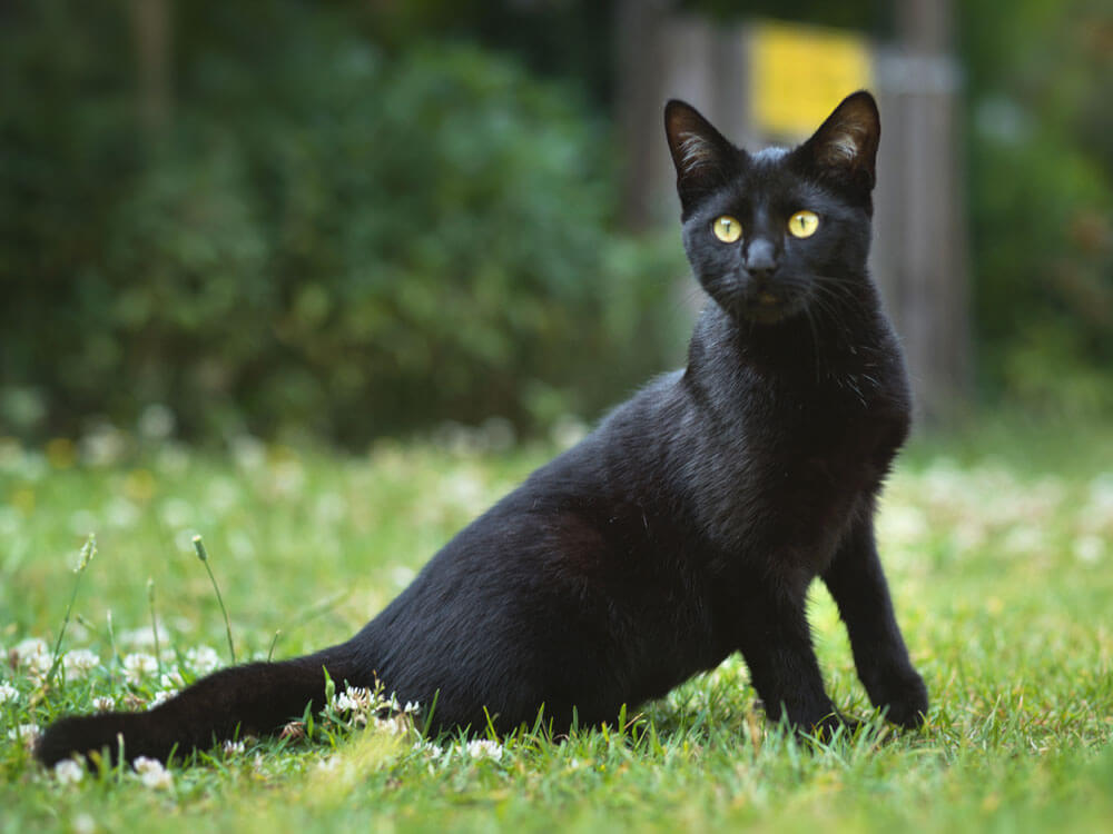 6 Best Indoor Cat Breeds, Their Temperaments and FactsUKPets