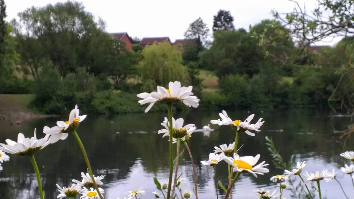 Withymoor Village Lake. Ravensitch Walkers