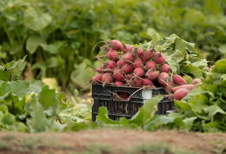 9 Best Turnip Companion Plants of 2021 {With PHOTOS}