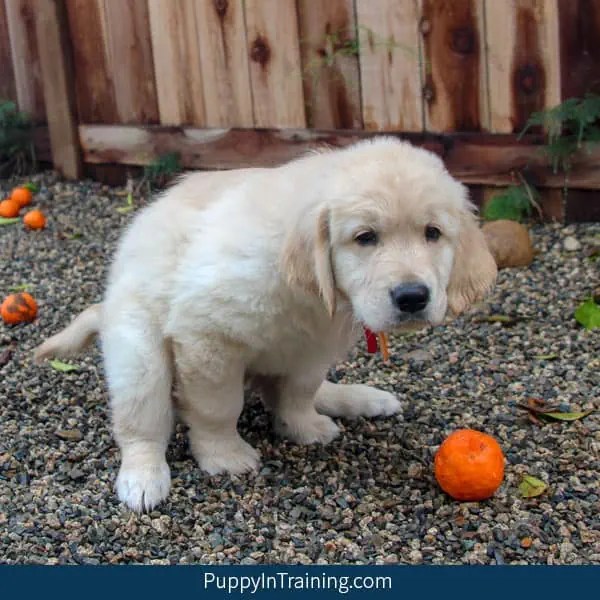 Who Picks Up Guide Dog Poop Puppy In Training