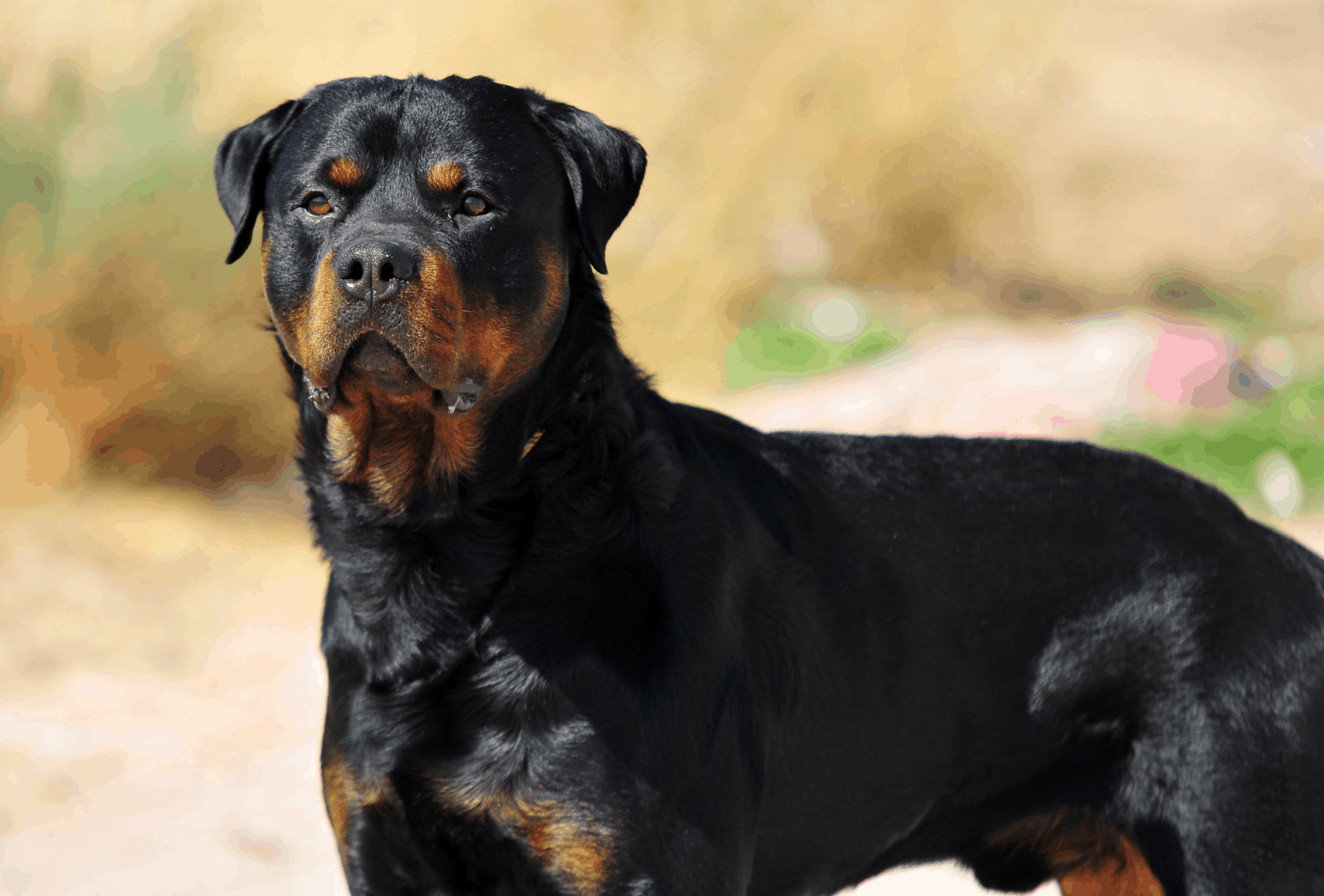 Rottweiler Growth Chart When Are Rottweilers Fully Grown