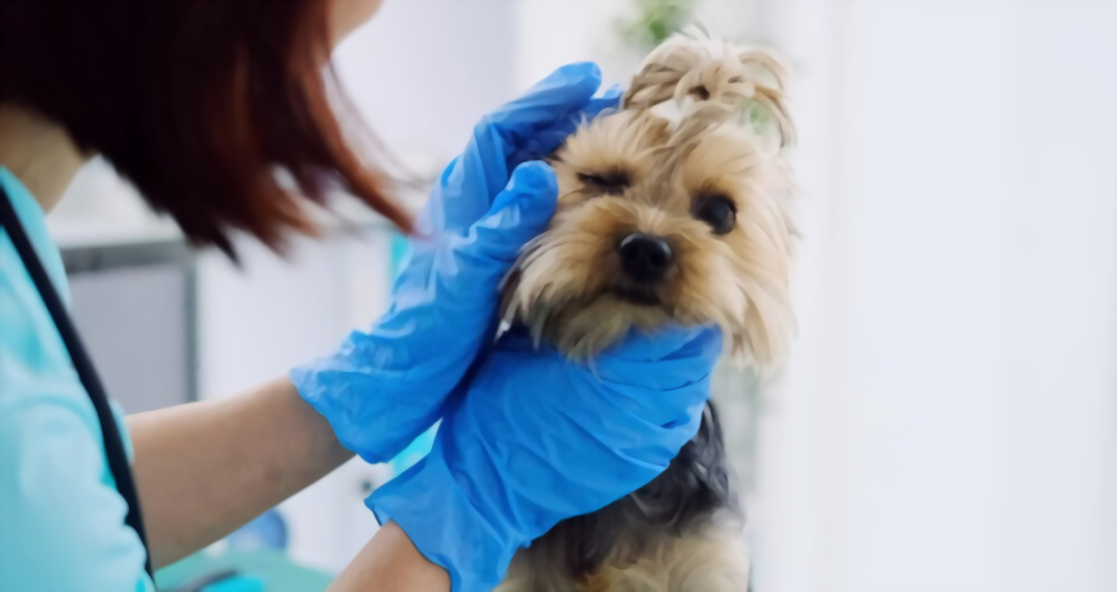 Why Do Yorkies Eyes Water So Much