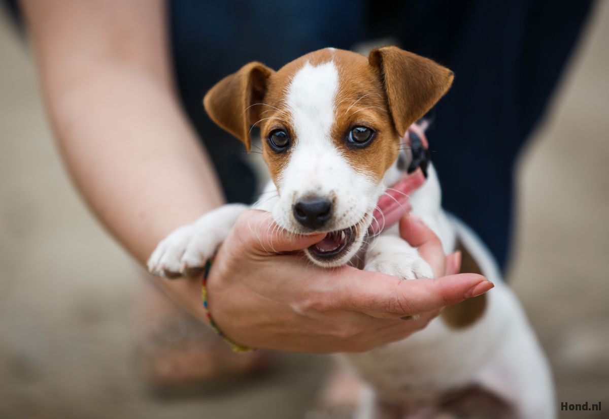 Puppy Bijten Afleren (4 Oplossingen) - Hond.nl