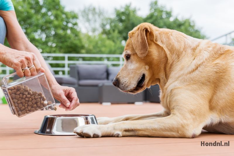 Top 7 Beste Hondenbrokken Van 2022 - Hond.nl