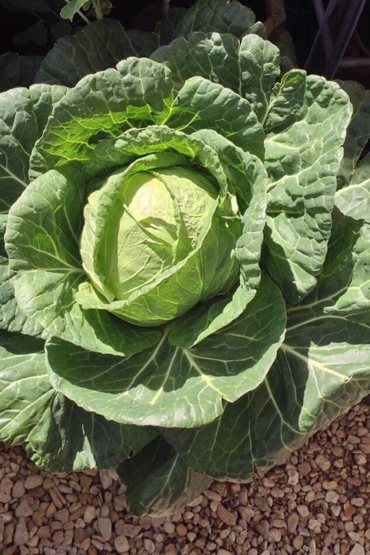 Cabbage (1)