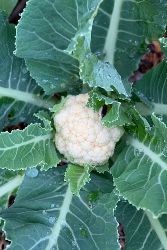 Cauliflower