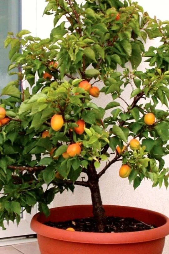 Apricot Tree