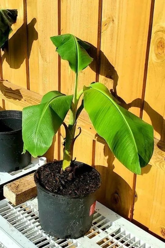 Banana Tree