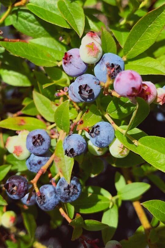 Lowbush Blueberries